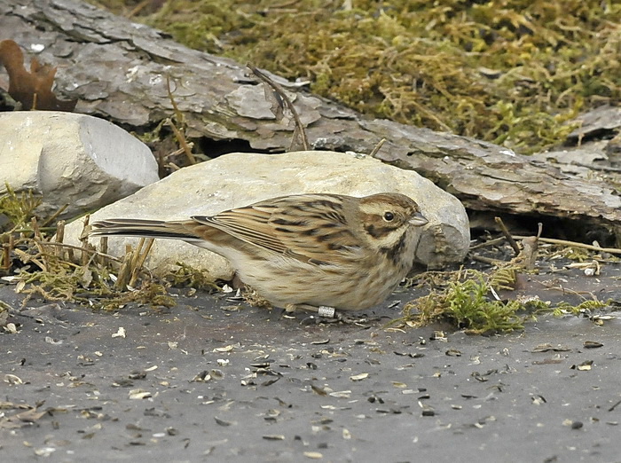 Migliarino di Palude - Emberiza schoeniclus